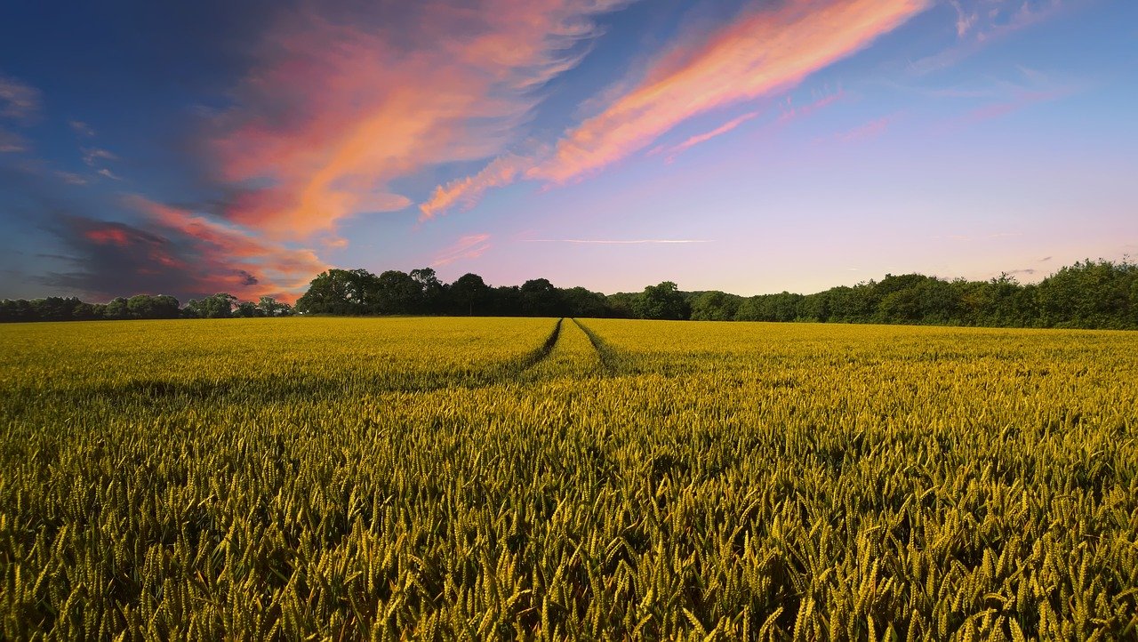 The Truth About American Agriculture, Revealed