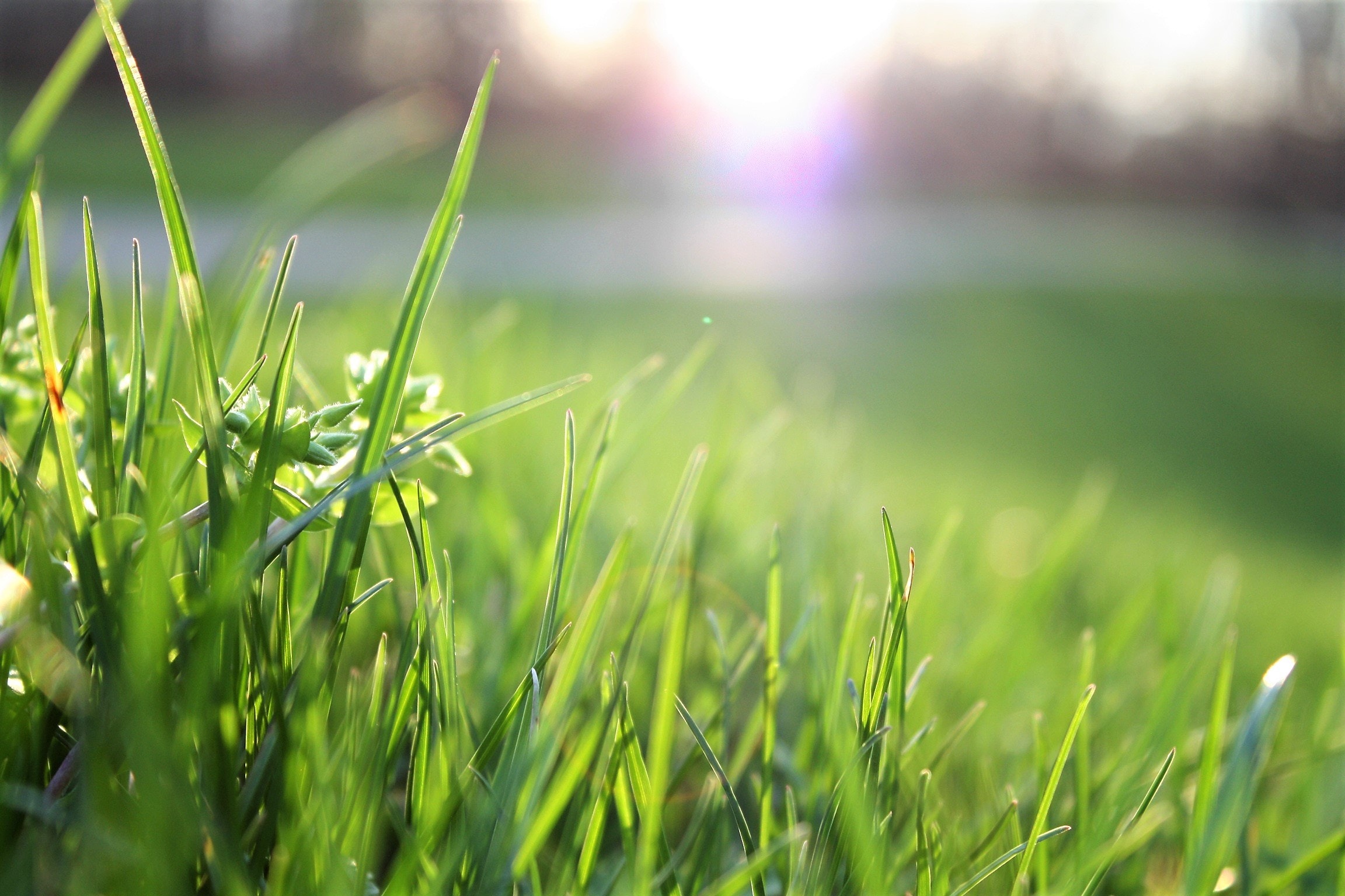 Lawn Care Tips 